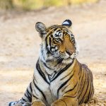 Tiger ( Panthera tigris tigris) Sohn von Tigerin Mutschili