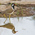 Rotlappenkiebitz (Vanellus indicus)