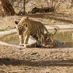 Tigergeschwister beim Bad