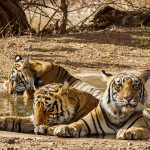 Tigergeschwister beim Bad