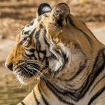 Tiger (Panthera tigris tigris)