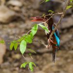 Braunliest (Halcyon smyrnensis)