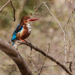 Braunliest (Halcyon smyrnensis)