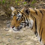 Tiger (Panthera tigris tigris)