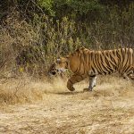 Tiger (Panthera tigris tigris)