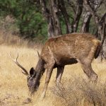 Sambar (Cervus unicolor)