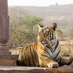 Tiger (Panthera tigris tigris)