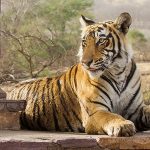 Tiger (Panthera tigris tigris)