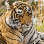 Tiger (Panthera tigris tigris)