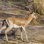 Indische Gazelle (Gazella bennettii)  - Chinkara