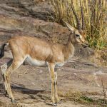 Indische Gazelle (Gazella bennettii)  - Chinkara
