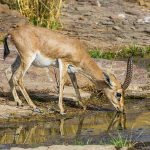 Indische Gazelle (Gazella bennettii)  - Chinkara