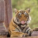 Tiger (Panthera tigris tigris)