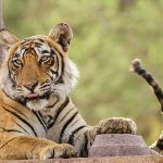 Tiger (Panthera tigris tigris)