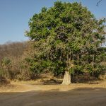 Salbaum (Shorfea robusta)