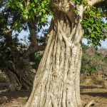 Salbaum (Shorfea robusta)