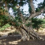 Salbaum (Shorfea robusta)