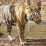 Tiger (Panthera tigris tigris)