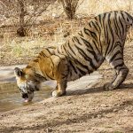 Tiger (Panthera tigris tigris)