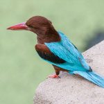 Braunliest (Halcyon smyrmensis)