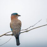 Hinduracke (Coracias benghalensis)