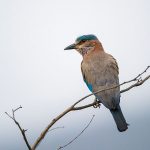 Hinduracke (Coracias benghalensis)