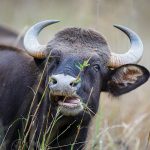 Gaur (Bos gaurus)