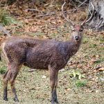 Sambar (Cervus unicolor)