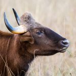 Gaur (Bos gaurus)