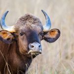 Gaur (Bos gaurus)