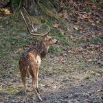 Axishirsch (axis axis) Männchen