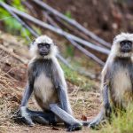 Hanuman-Languren (Semnopithecus priam)