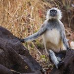 Hanuman-Langure (Semnopithecus priam)