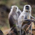 Hanuman-Languren (Semnopithecus priam)