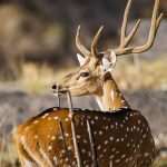 Axishirsch (axis axis) Männchen