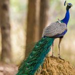 Blauer Pfau (Pavo cristatus)