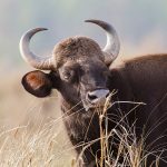 Gaur (Bos gaurus)