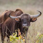 Gaur (Bos gaurus)