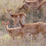 Barasingha (cervus duvaucelii)