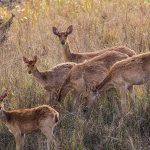 Barasingha (cervus duvaucelii)