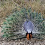 Blauer Pfau (Pavo cristatus)