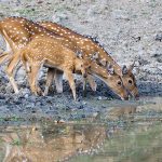 Axishirsche (axis axis) Weibchen