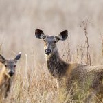 Barasinghas (cervus duvaucelii)