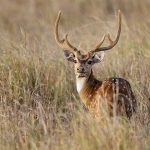 Axishirsch (axis axis) Männchen