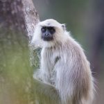 Hanuman-Langure (Semnopithecus priam)