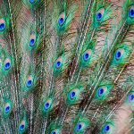 Pfauenfeder (Pavo cristatus)