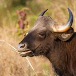 Gaur (Bos gaurus)