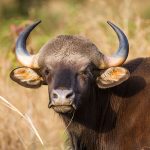 Gaur (Bos gaurus)