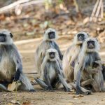 Hanuman-Languren (Semnopithecus priam)>yy