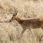 Barasingha (cervus duvaucelii)  Männchen